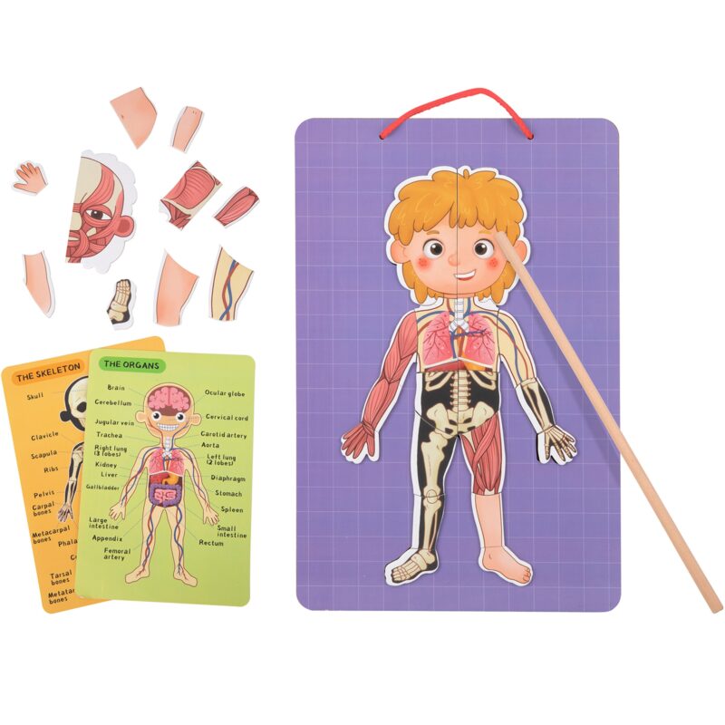 Drewniane puzzle Montessori magnetyczne nauka anatomia człowieka 78el., zabawka dla dzieci, Tooky Toy