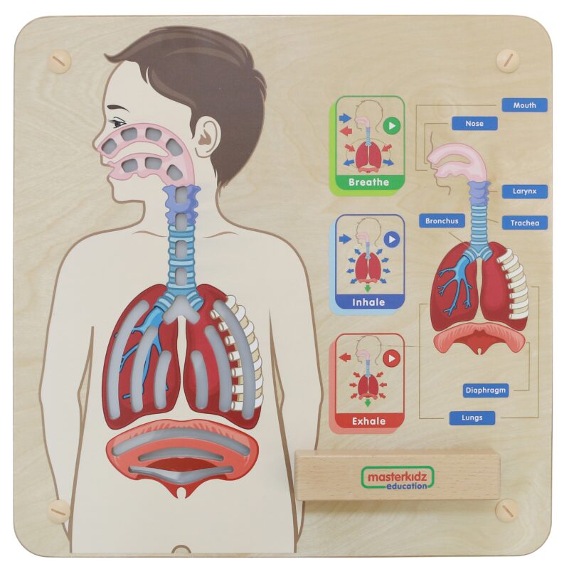 Tablica edukacyjna układ oddechowy Montessori, zabawka dla dzieci, Masterkidz