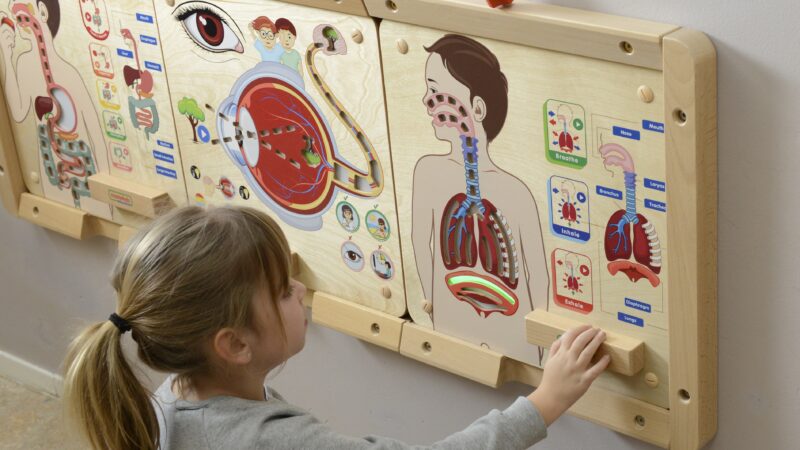 Tablica edukacyjna układ oddechowy Montessori, zabawka dla dzieci, Masterkidz